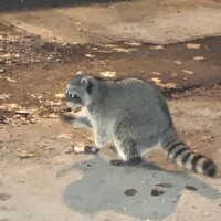 夜によく出くわすアライグマ