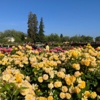rose garden