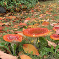 キャンパス内に生えていたキノコ